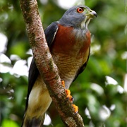 Double-Toothed Kite