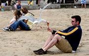 Dodging Seagulls After Your Food