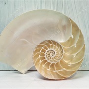 How Do Cross Sections of Objects Look Like?