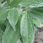Ceylon Cinnamon Tree (Cinnamomum Verum)