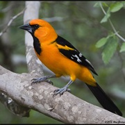 Altamira Oriole