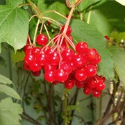 High-Bush Cranberry