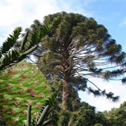 Bunya