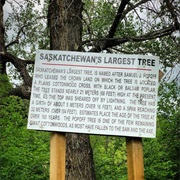 Saskatchewan&#39;s Biggest Tree