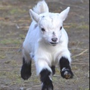 Pygmy Goat