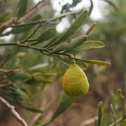Desert Lime (Citrus Glauca)