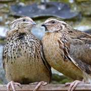 Japanese Quail