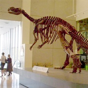 Dinosaur Skeleton