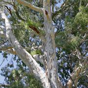 Kalyarr National Park (NSW)