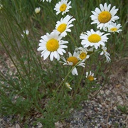 Oxeye Daisy