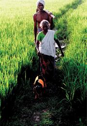 A Dog's Day (Murali Nair)