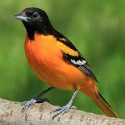 Oriole