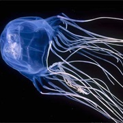 The Box Jellyfish Kills More People Than Sharks or Crocodiles
