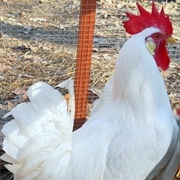 Leghorn