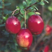Large Cranberry (Vaccinium MacRocarpon)