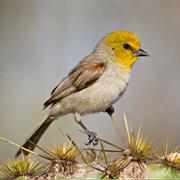 Verdin