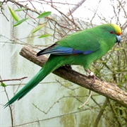 Malherbe's Parakeet