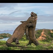 Komodo Island
