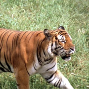 South China Tiger