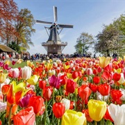 Visit the Keukenhof Park