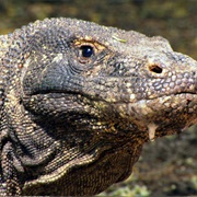 Milk a Komodo Dragon in Indonesia