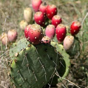 Brittle Pricklypear (Opuntia Fragilis)