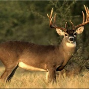 Mule Deer
