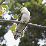 White-Collared Kite