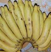 மட்டி பழம்