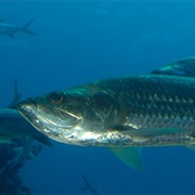 Atlantic Tarpon