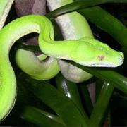 Kulla (McIlwraith Range) National Park (QLD)