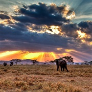 Go on an African Safari