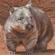 Northern Hairy-Nosed Wombat