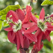Passion Flower