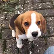 Beagle