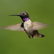 Black-Chinned Hummingbird