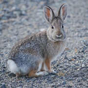 Mountain Cottontail