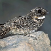 Common Poorwill
