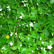 The Stewarton Flower