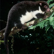 Herbert River Ringtail Possum