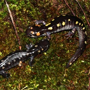 Spotted Salamander