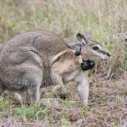 Taunton National Park (QLD)