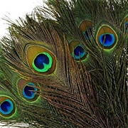 A Peacock Feather