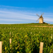 Old World Versus New World