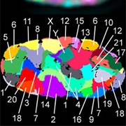 Discovered Humans Have 46 Chromosomes (1954)