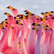 Pink Flamingos