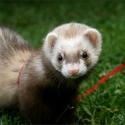 Domesticated Ferret