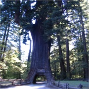 Chandelier Drive Thru Tree
