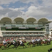 Newmarket Horse Races