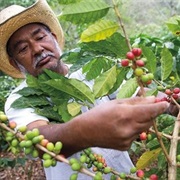 Tour the Coffee Plantations of Central &amp; South America